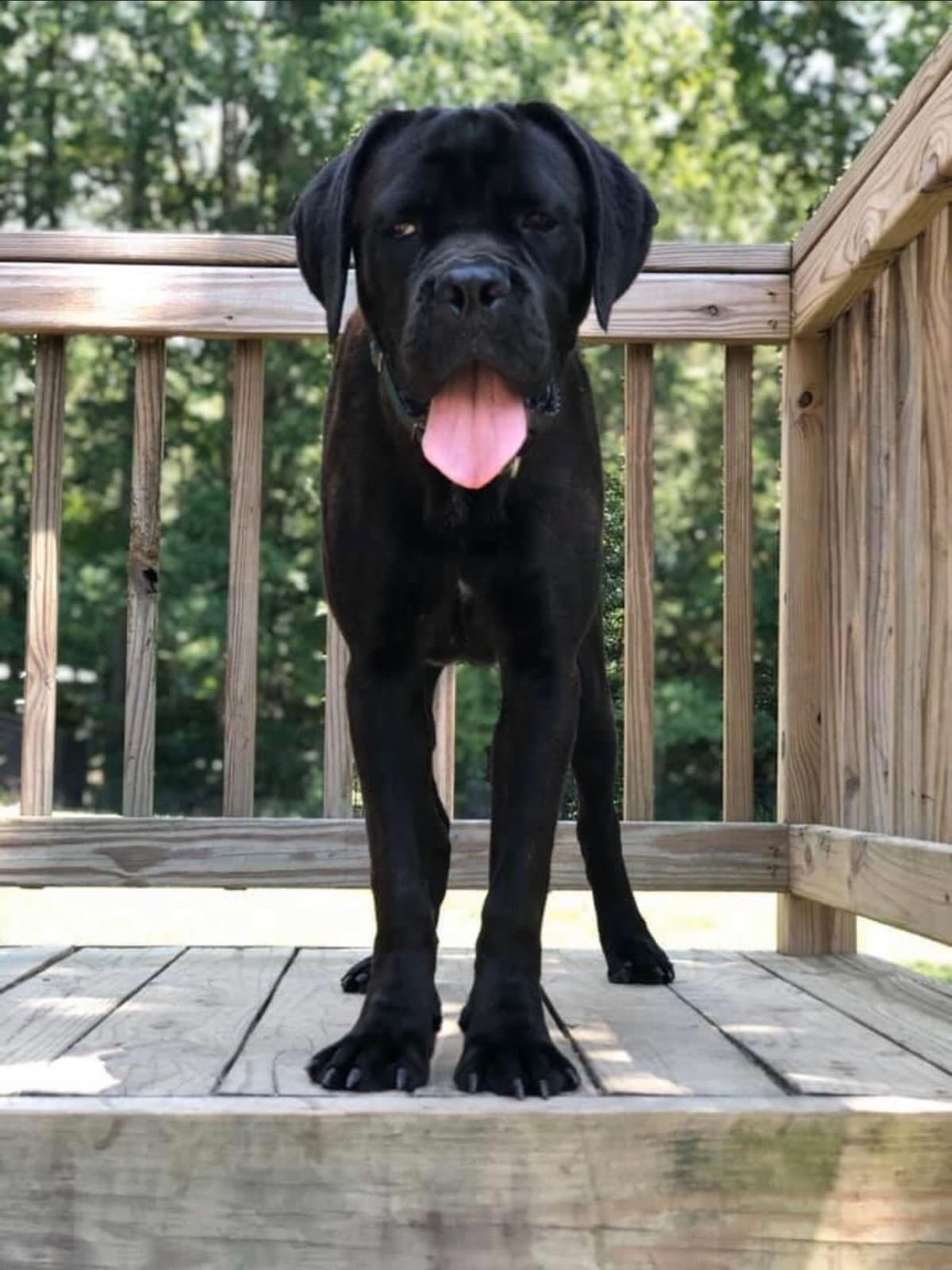 Cane Corso Puppies breeder image 15