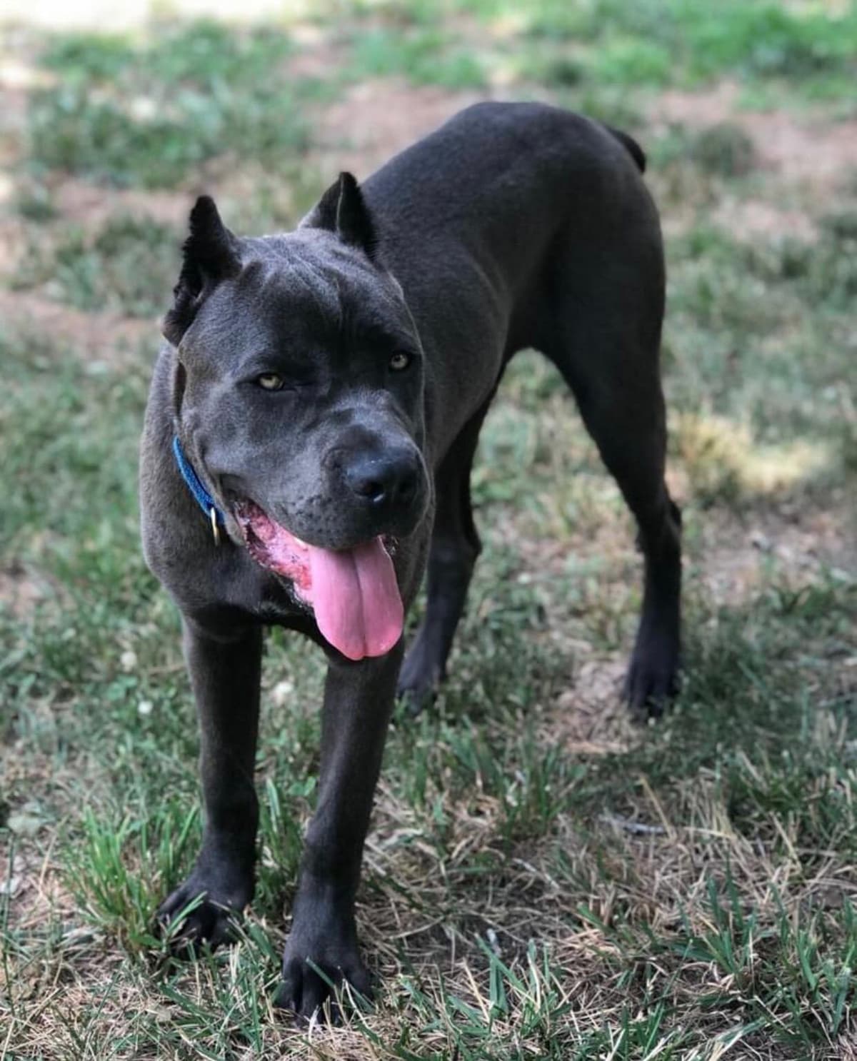 Cane Corso Puppies breeder image 16