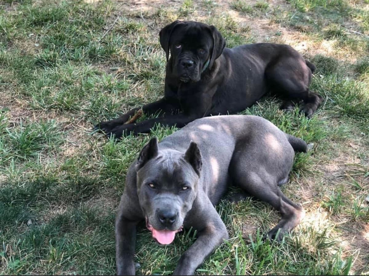 Cane Corso Puppies breeder image 17