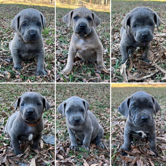 Cane Corso Puppies media 2
