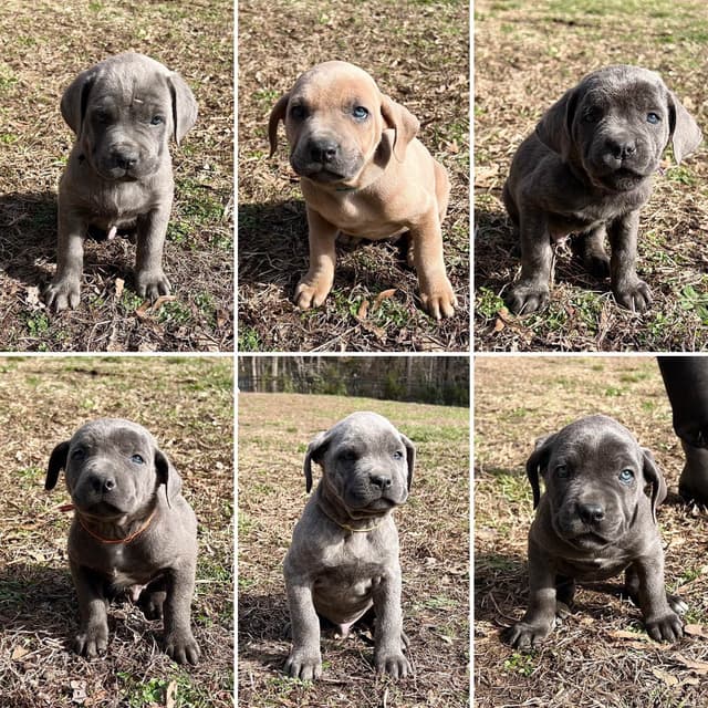 Cane Corso Puppies media 3