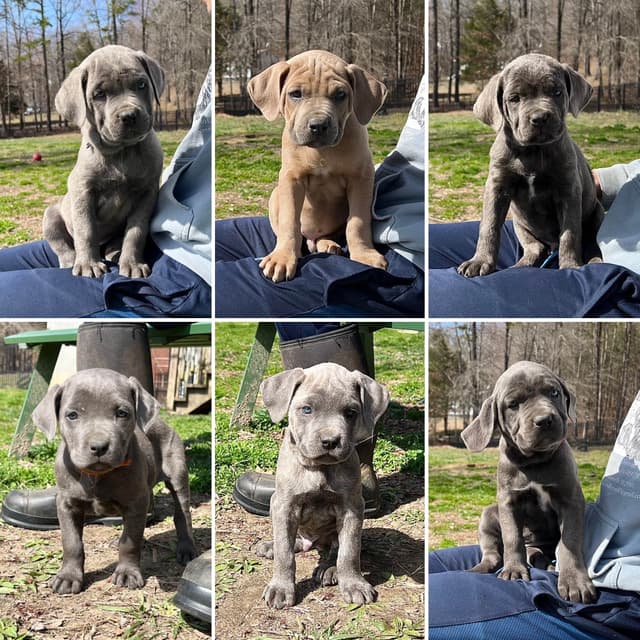 Cane Corso Puppies media 4