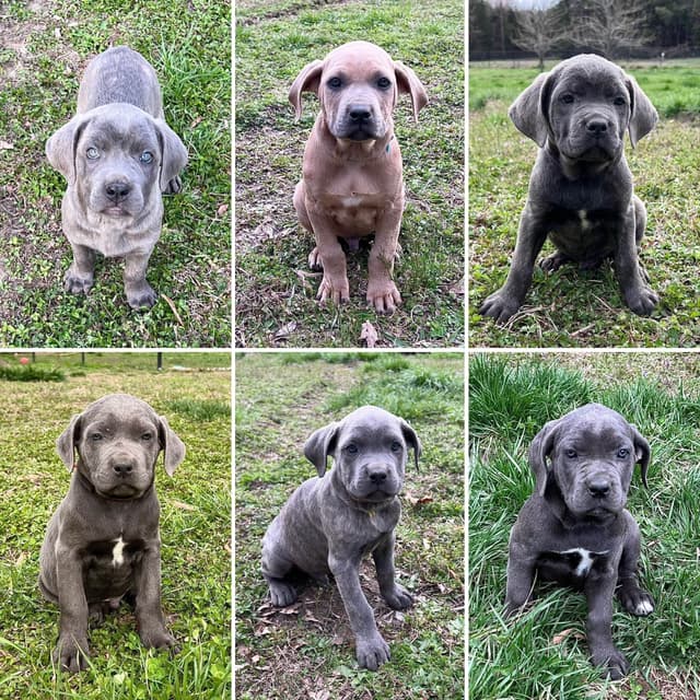 Cane Corso Puppies media 5