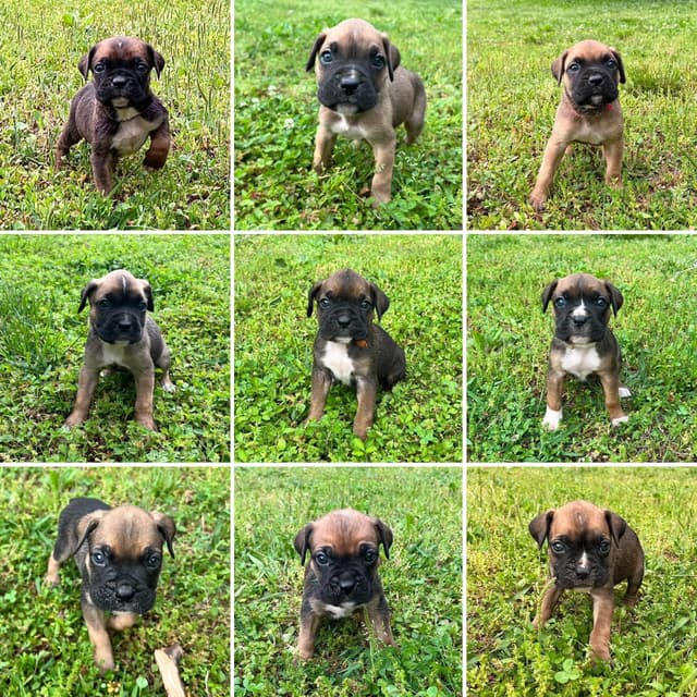 Boxer Melendez Puppies media 2