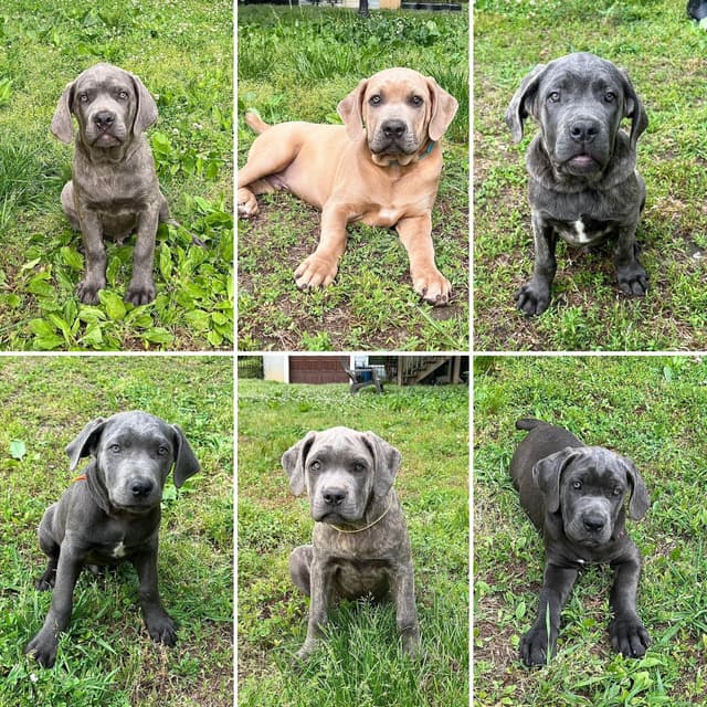 Cane Corso Puppies media 6