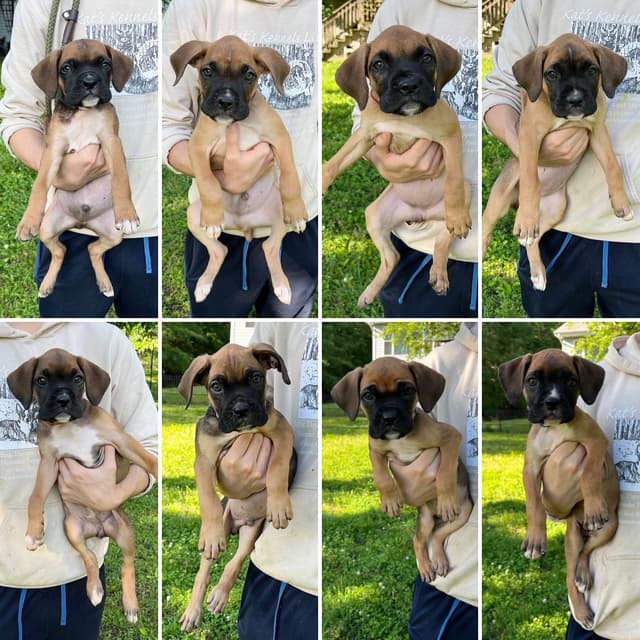 Boxer Melendez Puppies media 4