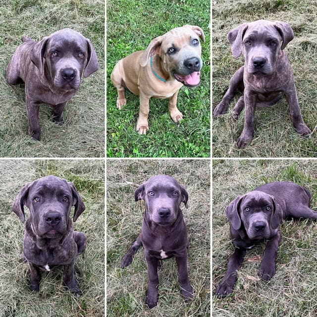 Cane Corso Puppies media 8
