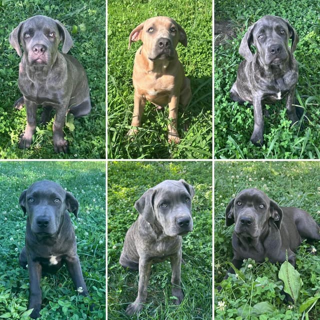 Cane Corso Puppies media 9