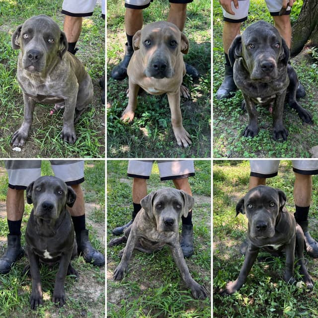 Cane Corso Puppies media 11