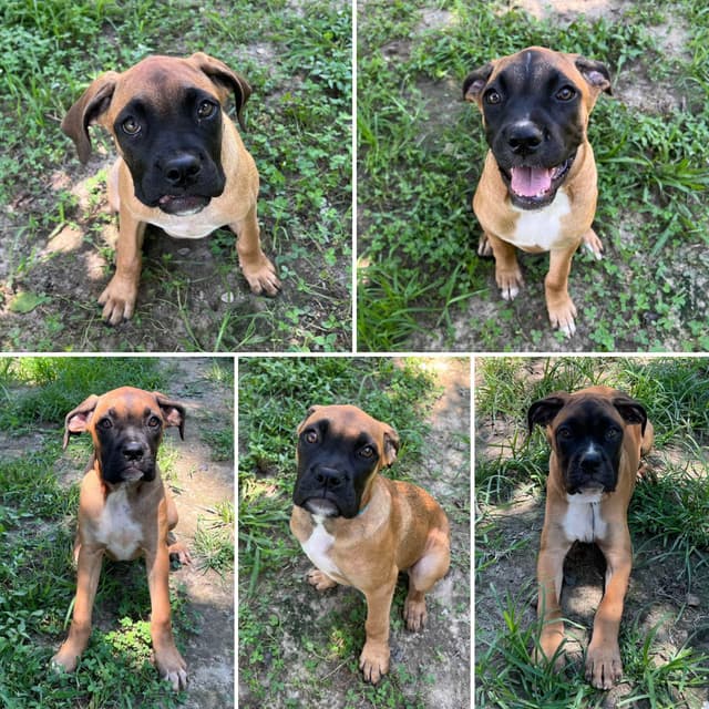 Boxer Melendez Puppies media 8
