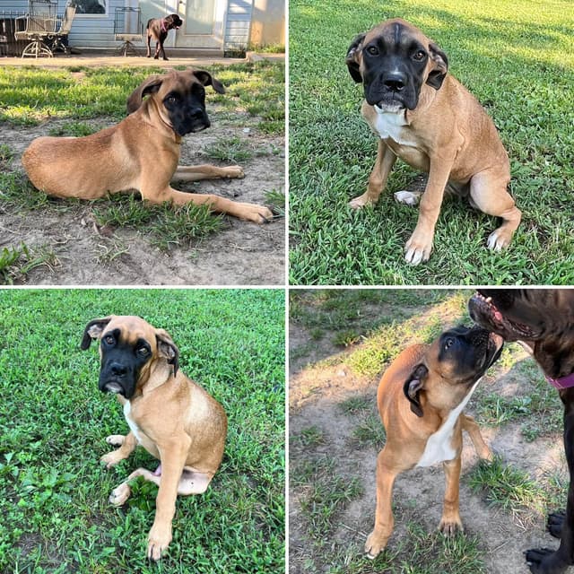 Boxer Melendez Puppies media 9
