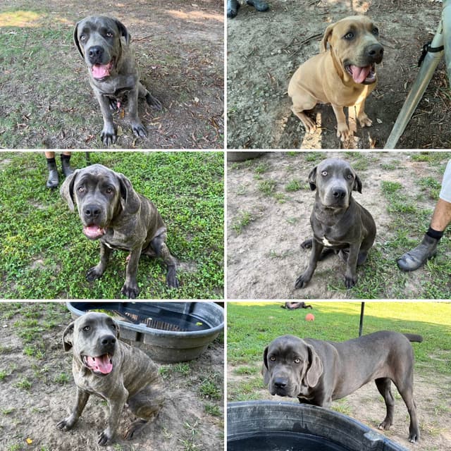 Cane Corso Puppies media 12