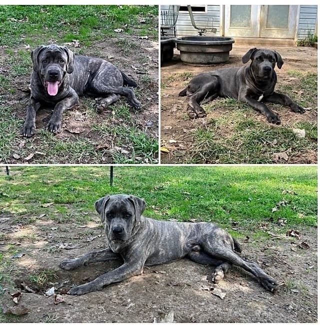 Cane Corso Puppies media 14