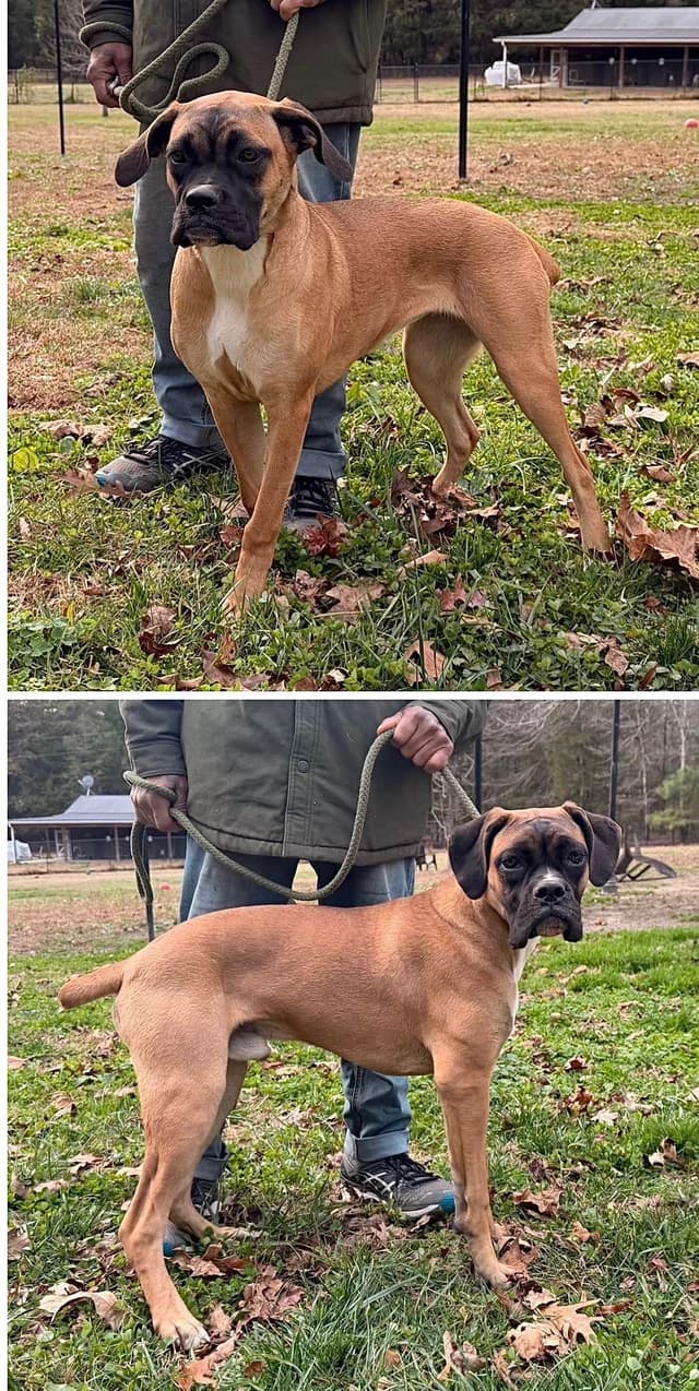 Boxer Melendez Puppies media 12