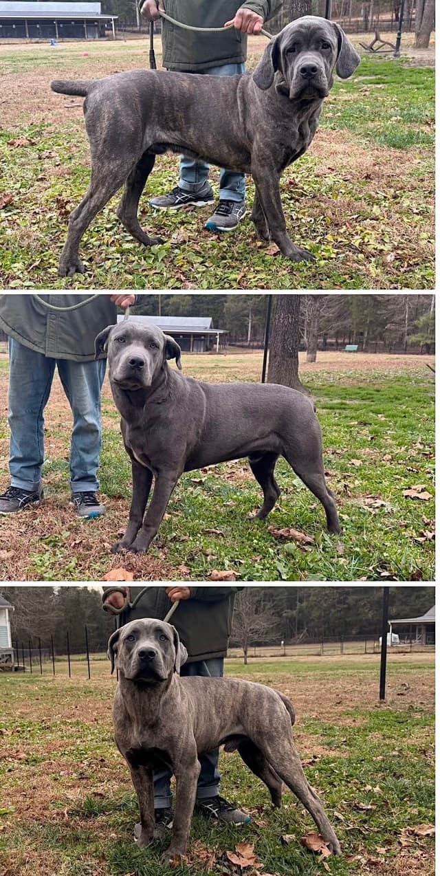 Cane Corso Puppies media 15