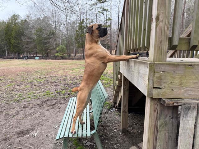 Boxer Melendez Puppies media 13