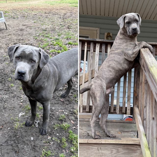 Cane Corso Puppies media 16