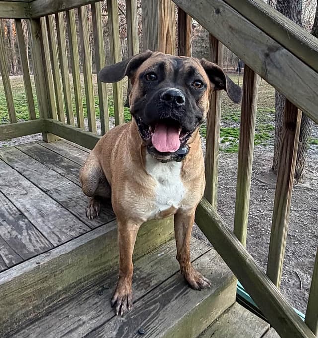 Boxer Melendez Puppies media 14