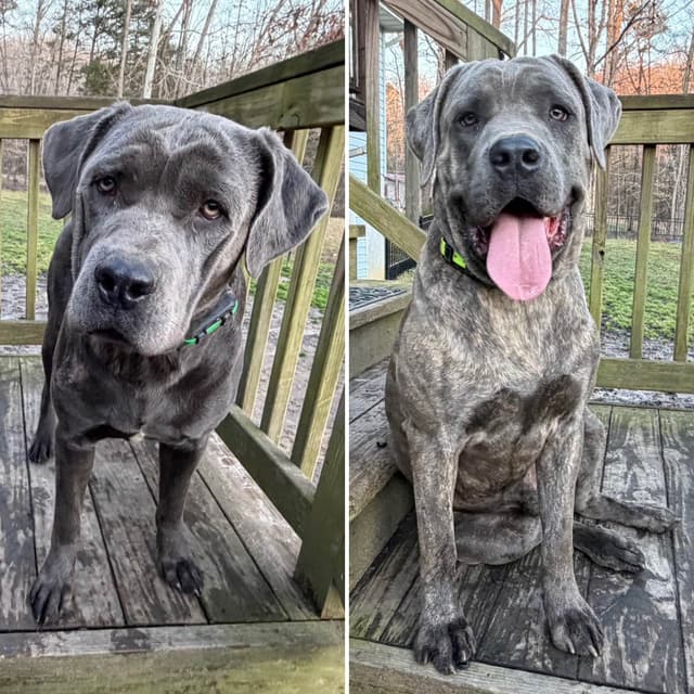 Cane Corso Puppies media 17