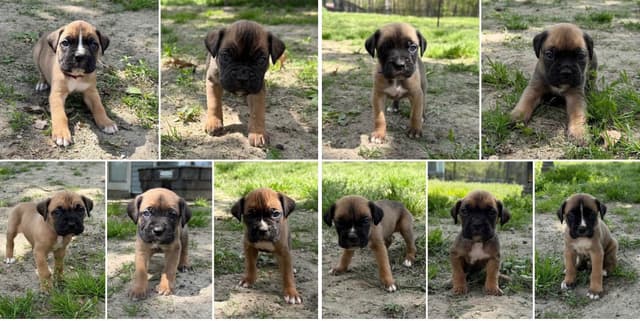 Boxer Puppies media 2