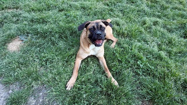 Boxer Melendez Puppies media 15