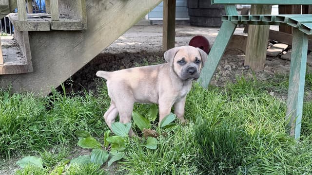 Cane Corso Puppies media 2
