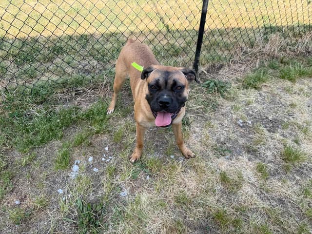 Boxer Melendez Puppies media 16