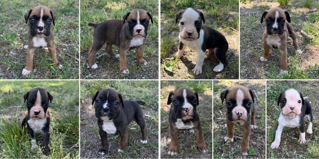 Boxer Puppies media 2