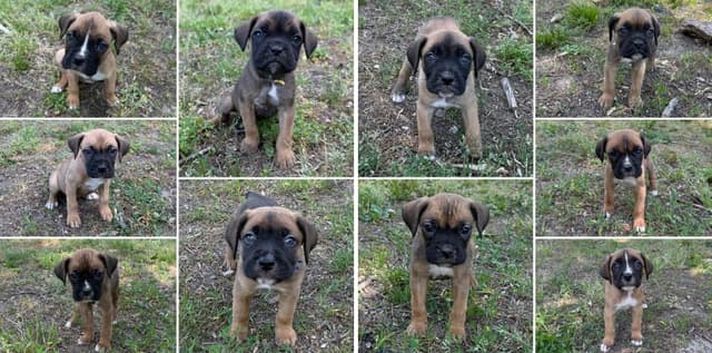 Boxer Puppies media 3