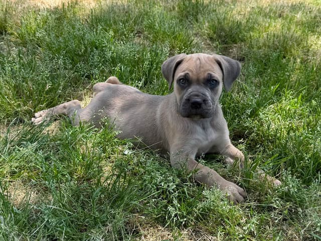 Cane Corso Puppies media 3