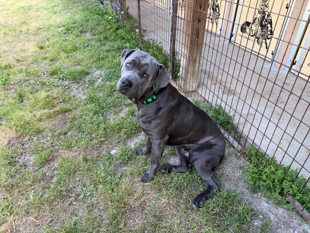 Cane Corso Puppies media 19