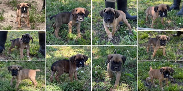 Boxer Puppies media 4