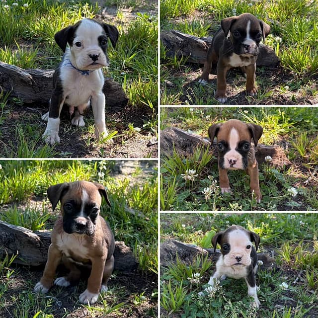 Boxer Puppies media 3