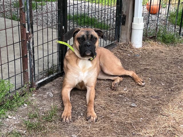 Boxer Melendez Puppies media 17