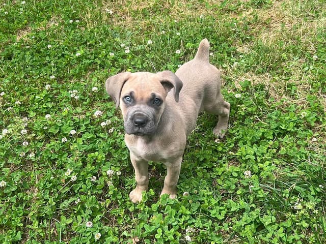 Cane Corso Puppies media 4