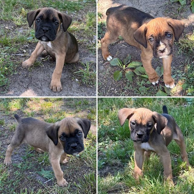 Boxer Puppies media 5