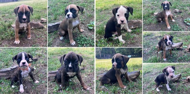 Boxer Puppies media 4