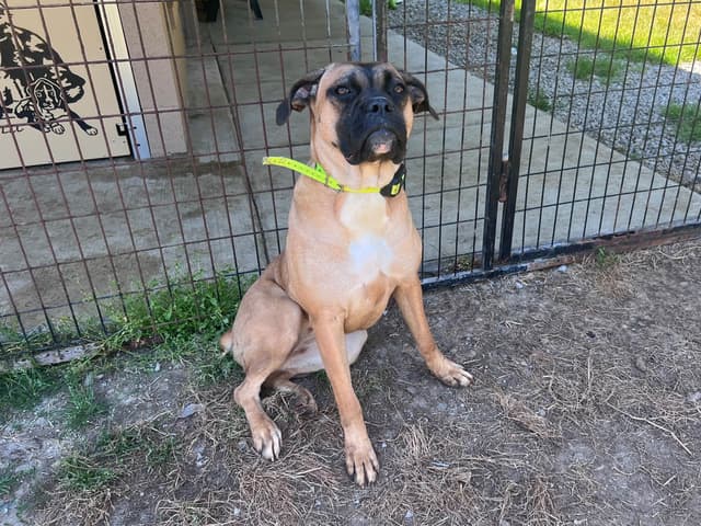 Boxer Melendez Puppies media 18