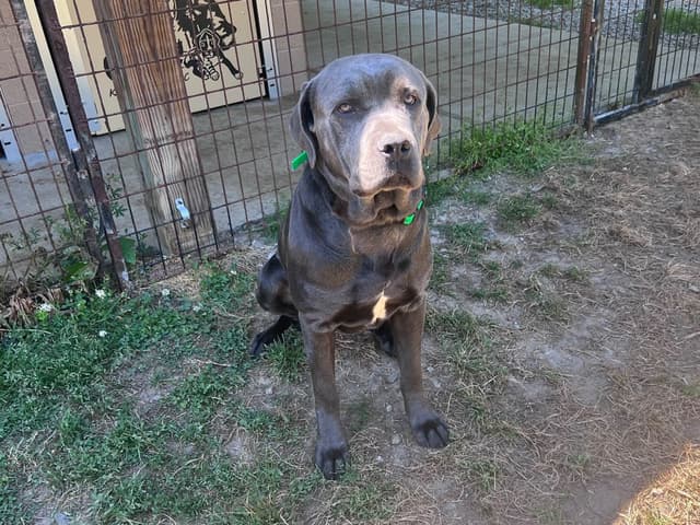 Cane Corso Puppies media 21