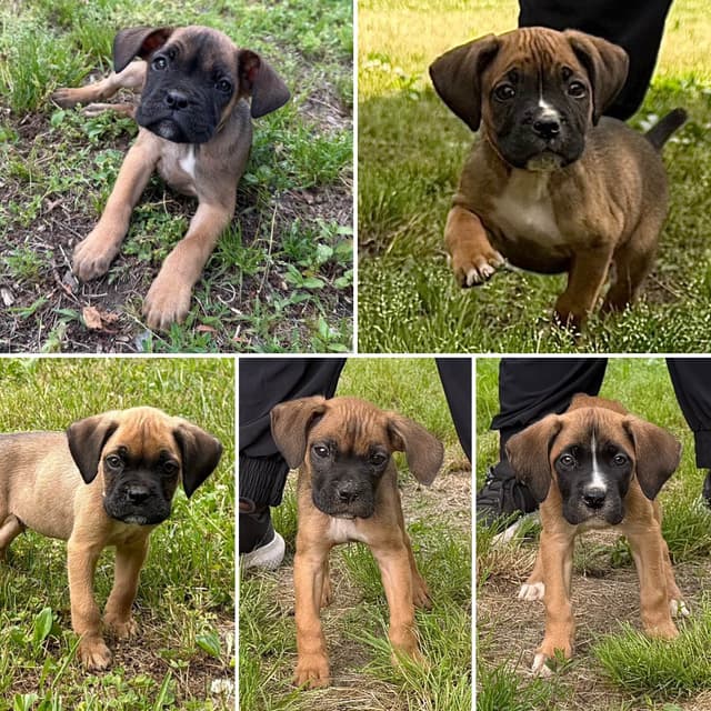 Boxer Puppies media 6