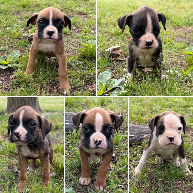 Boxer Puppies media 5