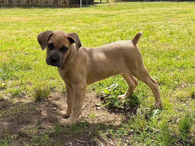 Cane Corso Puppies media 6