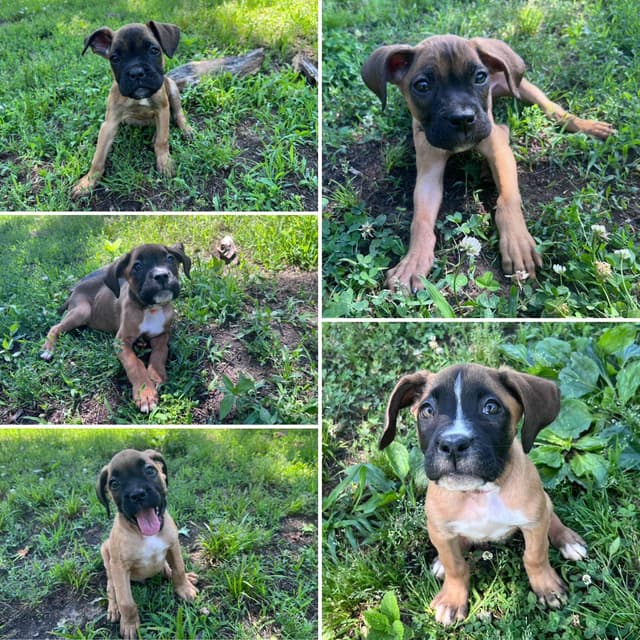 Boxer Puppies media 7