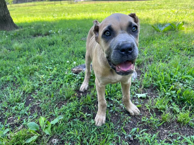 Cane Corso Puppies media 7