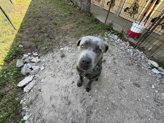 Cane Corso Puppies media 22