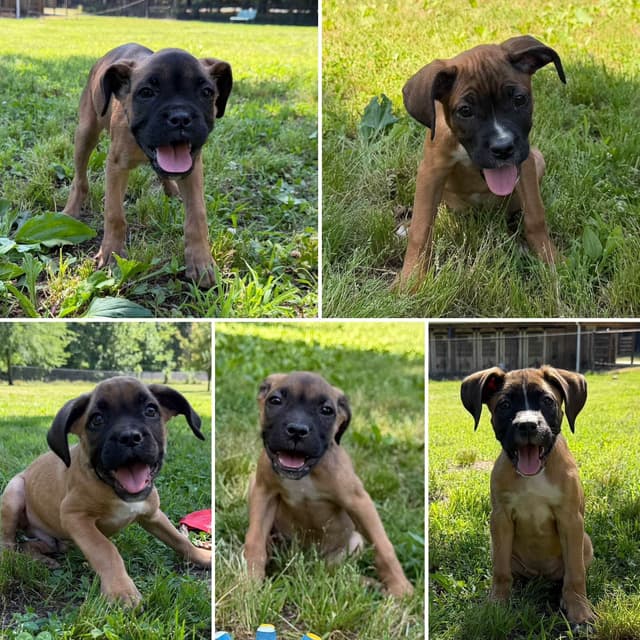 Boxer Puppies media 8