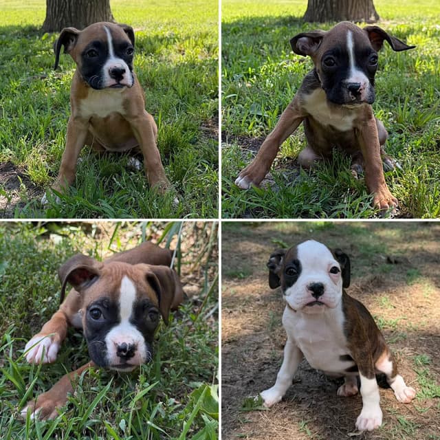 Boxer Puppies media 7