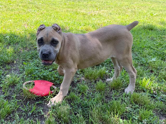 Cane Corso Puppies media 8