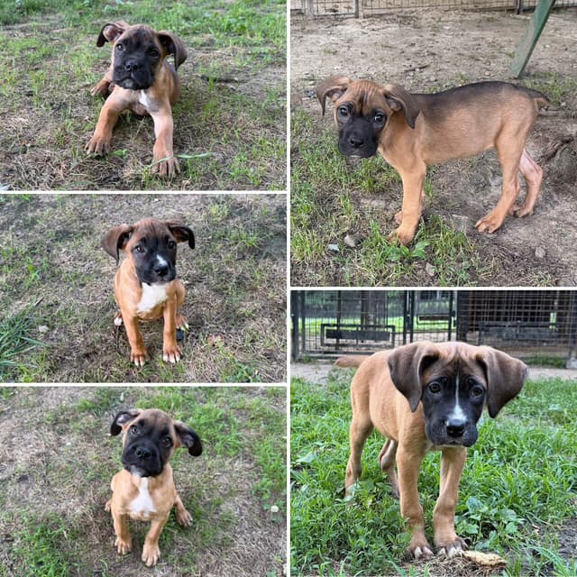 Boxer Puppies media 9