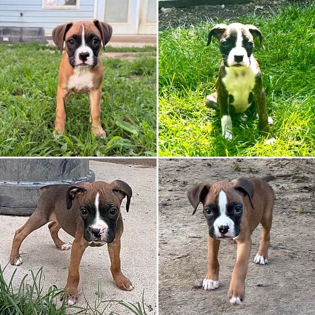 Boxer Puppies media 8